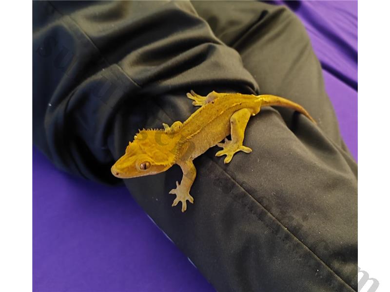 1 YAŞINDA ERKEK CRESTED GECKO